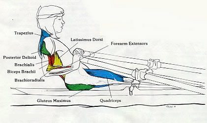 The Recovery Phase Trap: How Rushing the Slide Affects Rowing Performance Across All Boat Classes